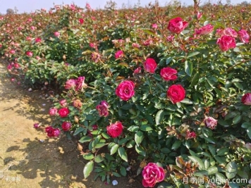 綠籬和月季苗圃除草那么難，怎么做才能事半功半？