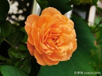 超級簡單，不用藥就能預(yù)防月季紅蜘蛛