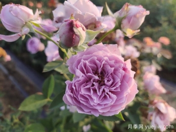玫瑰花如何拍照？學(xué)會技巧，輕松拍出高級感