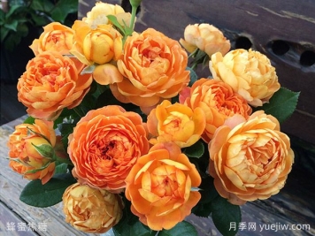 薔薇、玫瑰、月季你怎么看？