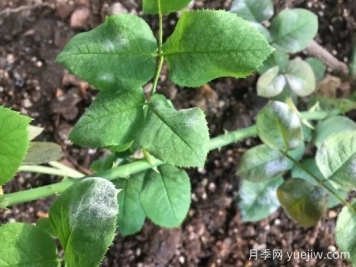 月季得了白粉病，一定要及時(shí)治療，否則沒花看