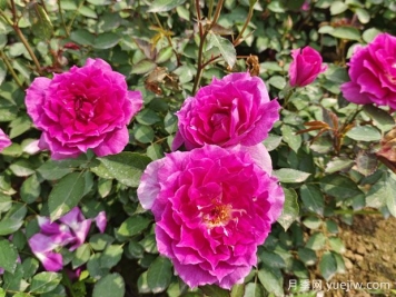 養(yǎng)月季花，離不開松樹皮，泥炭配松樹皮，固根性非常好