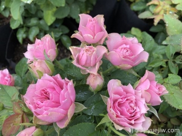仿古花束月季的優(yōu)缺點是什么？
