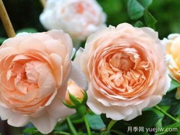 安布里奇月季的優(yōu)缺點是什么？