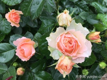 木星王月季的優(yōu)缺點是什么？