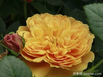 利亞圖圖月季的優(yōu)缺點(diǎn)是什么？