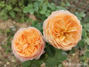 朱麗葉月季的優(yōu)缺點是什么？