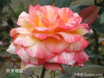 熱帶晚霞月季的優(yōu)缺點是什么？