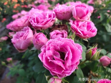 紫霧泡泡月季的優(yōu)缺點是什么？