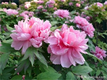 牡丹花品種介紹，牡丹前十名品種是什么？