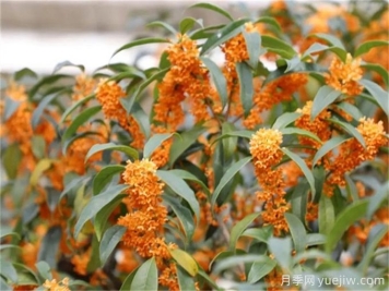 九月開(kāi)花的花卉，九月份開(kāi)花的植物有哪些？