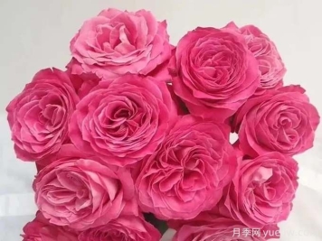 長(zhǎng)相思月季，長(zhǎng)相守的國(guó)產(chǎn)玫瑰