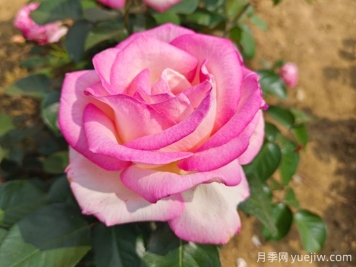 月季花語(yǔ)，朋友圈里的浪漫祈愿