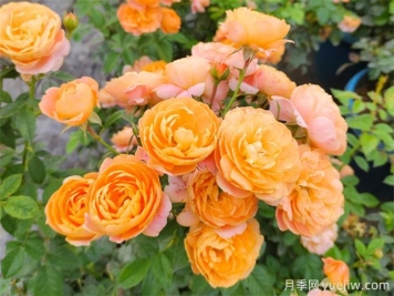 沒院子不能養(yǎng)月季花？小型月季照樣美爆陽臺！