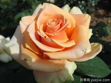 10種以人物命名的月季，每一種都能驚艷到你
