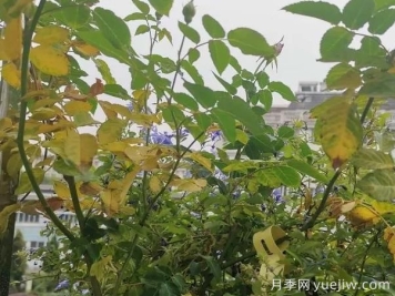 月季突然出現(xiàn)大量黃葉怎么辦？感染了煙煤病