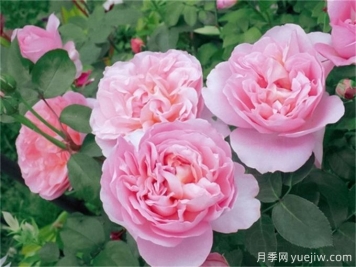 舍農(nóng)索城堡的女人月季，愛上她理由很多