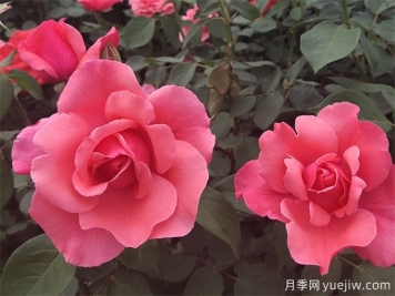 把月季養(yǎng)死，那是這8個(gè)坑一定踩過(guò)！