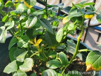 月季水害與肥害區(qū)分？常見(jiàn)月季黃葉原因