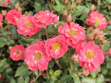 微型月季花（鉆石月季）怎么養(yǎng)？