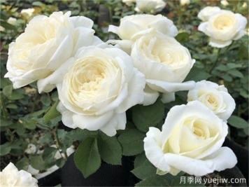 盤點(diǎn)10款白色系月季，不容錯(cuò)過(guò)的經(jīng)典