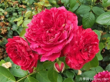 花界三絕：月季、玫瑰與薔薇的綺麗綻放