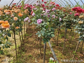 養(yǎng)棒棒糖月季，長(zhǎng)成大花球，開一樹繁花