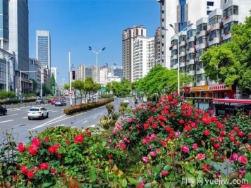 合肥樹狀月季大道，大朵月季扮靚城市風景