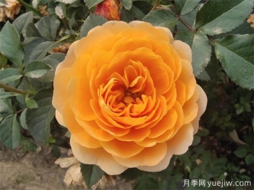 最適合陽臺(tái)養(yǎng)的10種月季，開花超級多！
