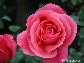 月季名片，四季常春月季花
