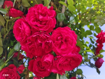 實(shí)用的養(yǎng)花技巧，適合養(yǎng)殖月季花