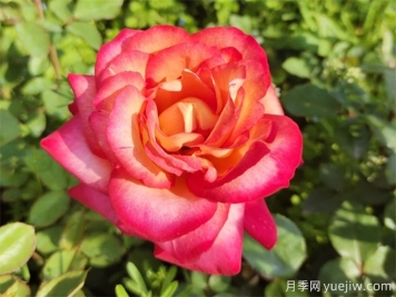 88個(gè)花卉基本知識(shí)點(diǎn)，必須收藏
