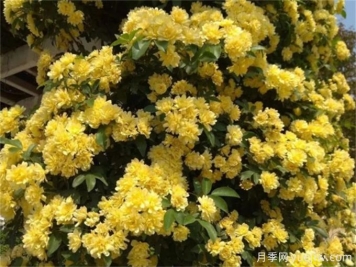 養(yǎng)一棵黃木香，花朵嬌艷，香氣醇厚