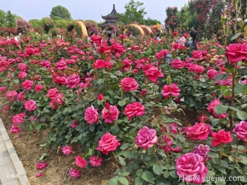 花園植物配置如何做？六個花園色彩搭配技巧