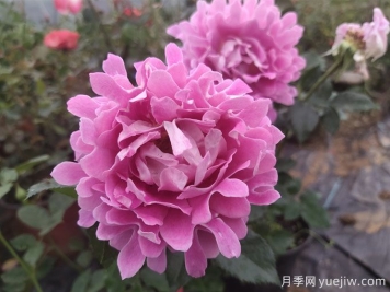 夢幻褶邊月季，獨特花型，香氣四溢