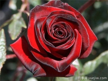 花店必備80種玫瑰花，開(kāi)始認(rèn)識(shí)多色切花月季