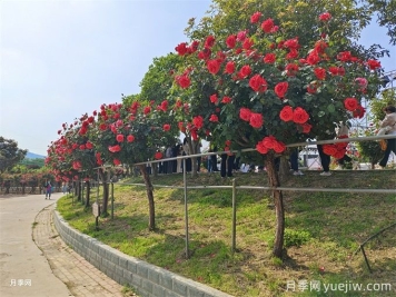 園林綠化養(yǎng)護(hù)作業(yè)安全注意事項22條