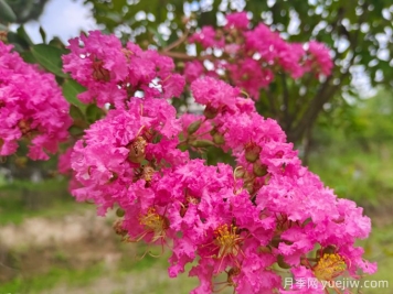200種園林植物識(shí)別、應(yīng)用與養(yǎng)護(hù)