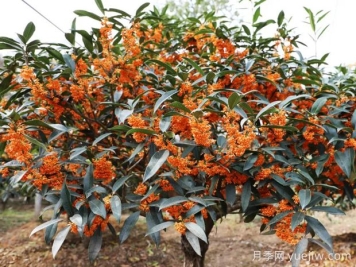 桂花樹會結(jié)果嗎？