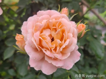 甜夢月季養(yǎng)護全攻略，打造夢幻花園