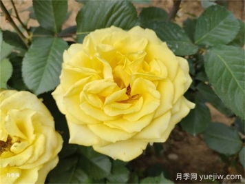 一年生、二年生，多年生園林花卉的使用和區(qū)別