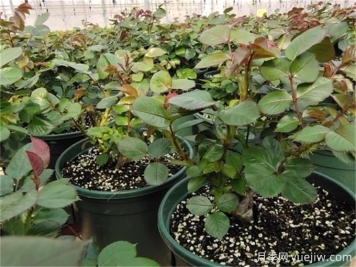 月季出筍芽，需要打頂嗎？