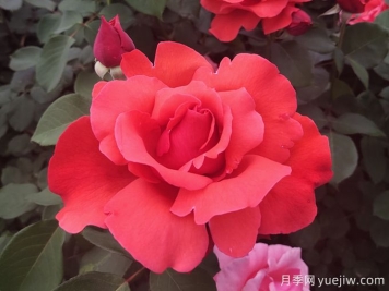 花朵大，長勢強(qiáng)，還得是緋扇月季