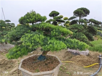 羅漢松的幾點(diǎn)養(yǎng)護(hù)小常識