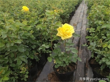 網(wǎng)購(gòu)月季小苗，需要剪掉花苞嗎？