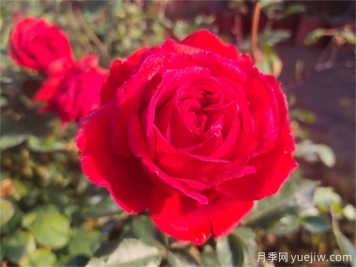 玫瑰哪個品種最香？香味濃郁的玫瑰花品種