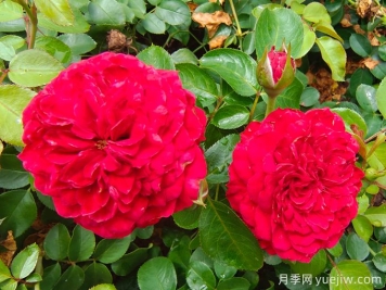達(dá)芬奇月季如何養(yǎng)護(hù)？