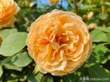 月季薔薇玫瑰，怎樣辨認(rèn)薔薇三姐妹？