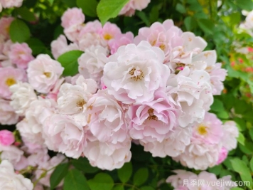 薔薇怎樣管理與養(yǎng)護(hù)？