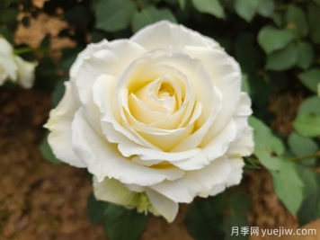 推薦11種白色系月季品種，花朵優(yōu)雅純潔